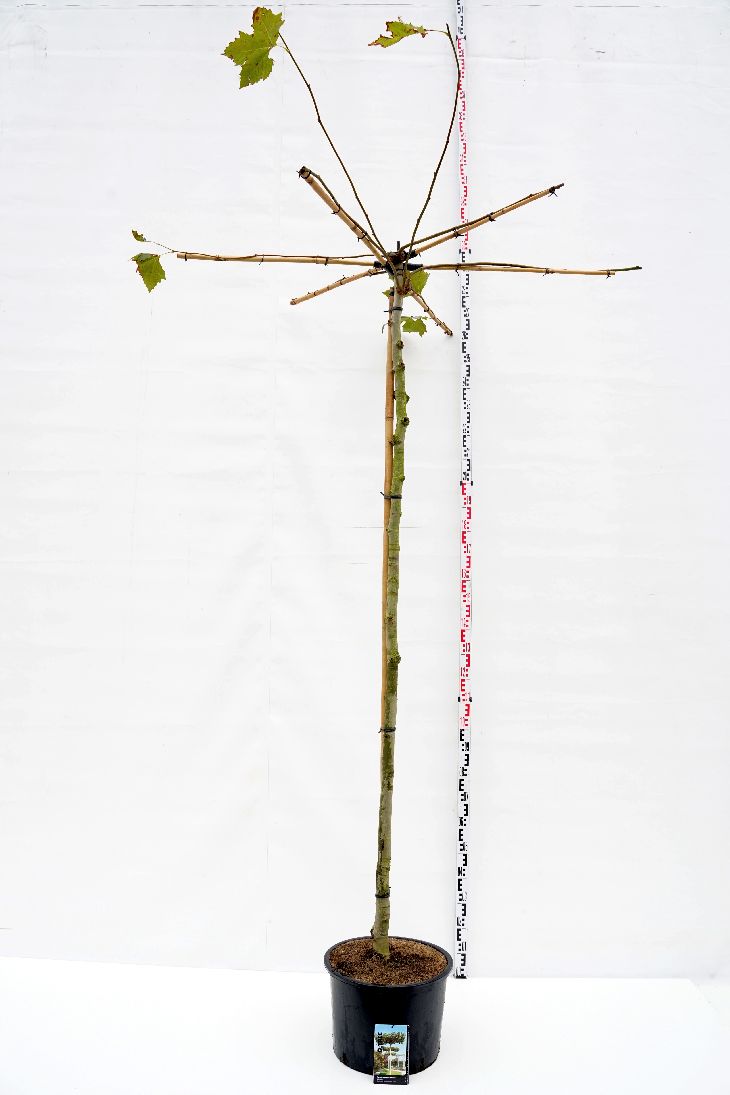 Platanus hispanica (takform) stamomfång 12-14 cm C35 (35 liters kruka)