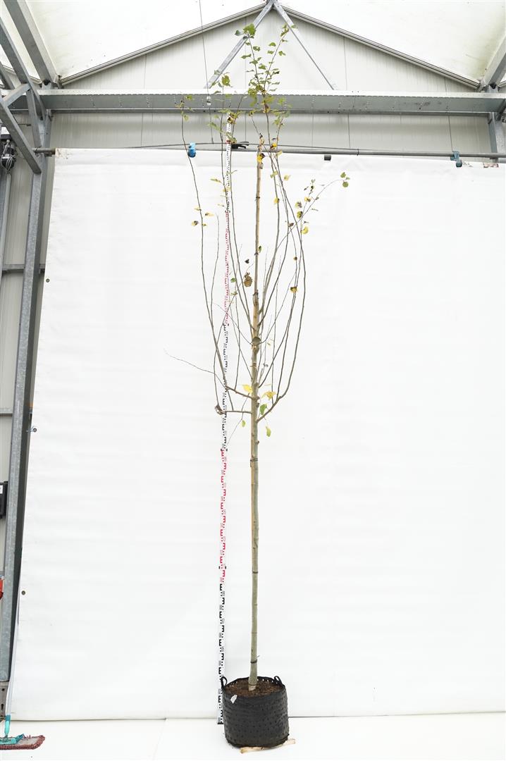 Populus tremula (Asp) - Stamomkrets 12-14 cm