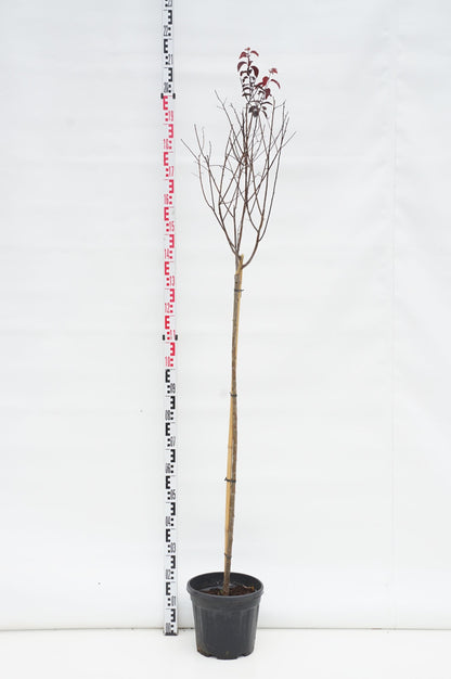 Prunus cerasifera &