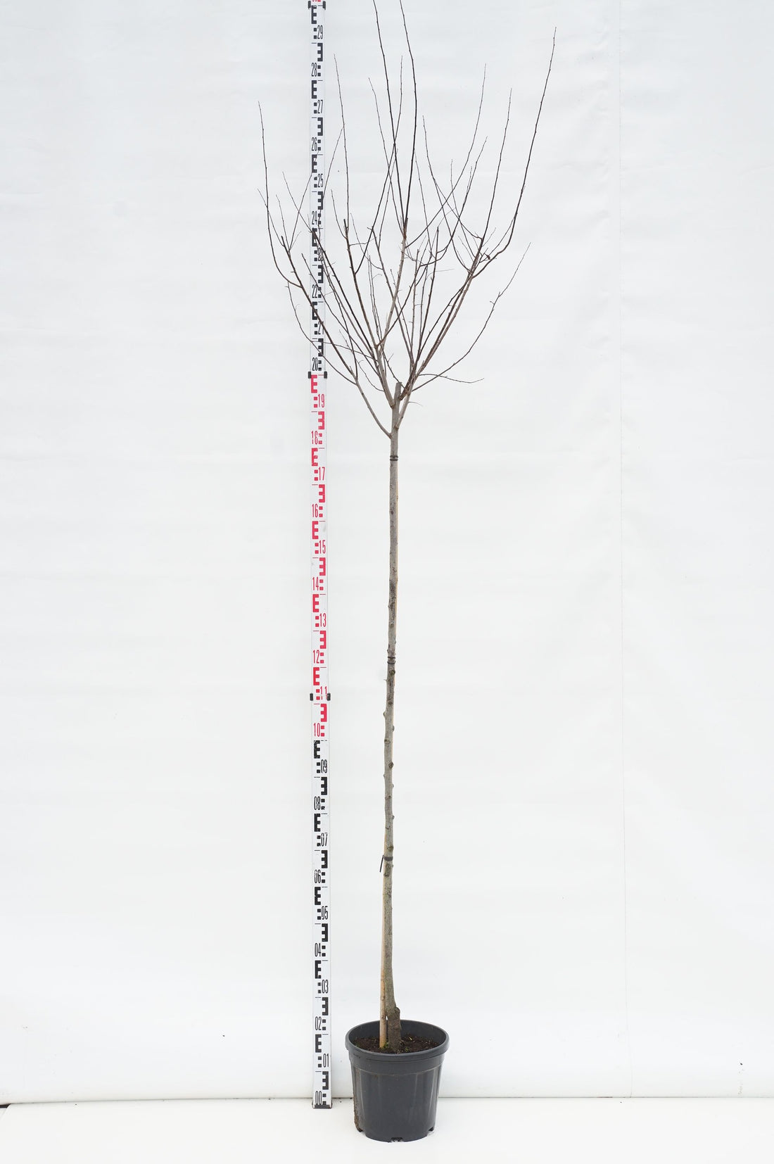 Blodplommon Prunus cer. &