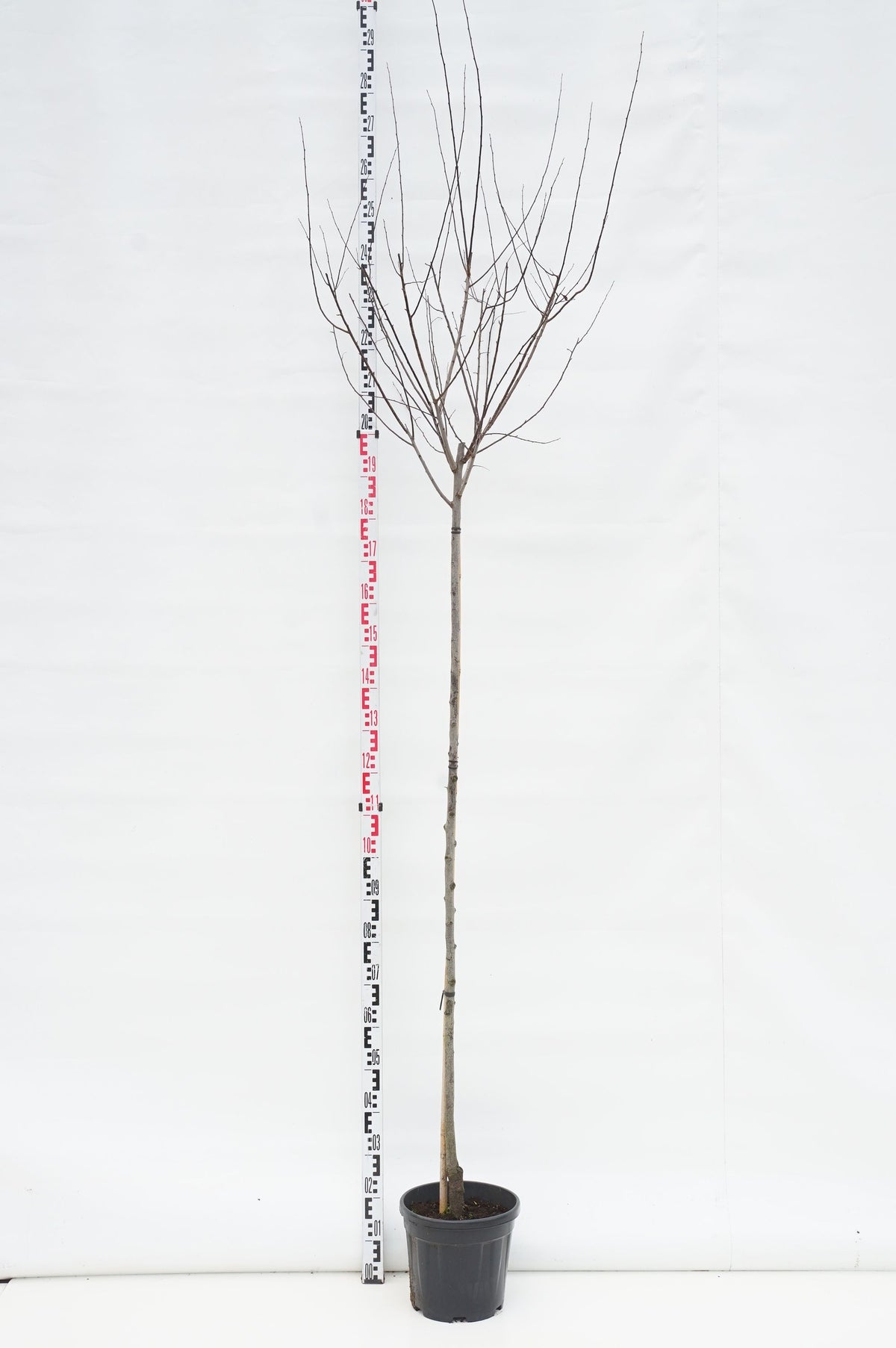 Prunus cerasifera &
