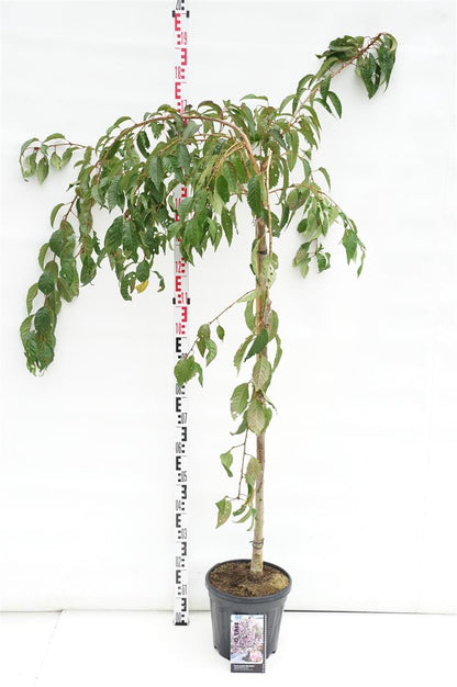 Prunus &