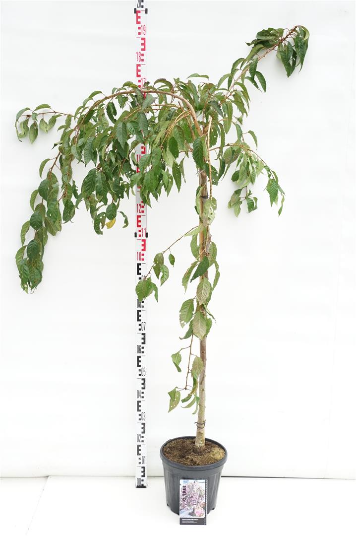 Prunus &