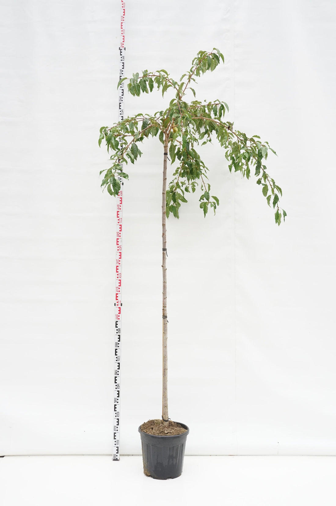 Prunus &