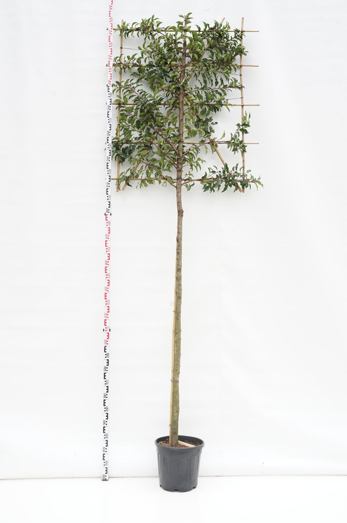 Prunus lusitanica &