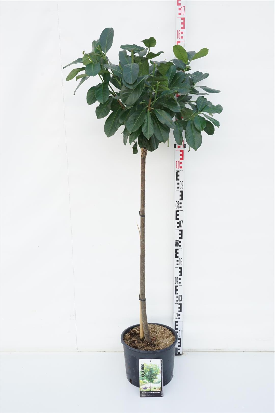 Prunus laurocerasus &