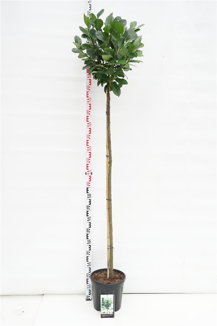 Lagerhägg Prunus laurocerasus &