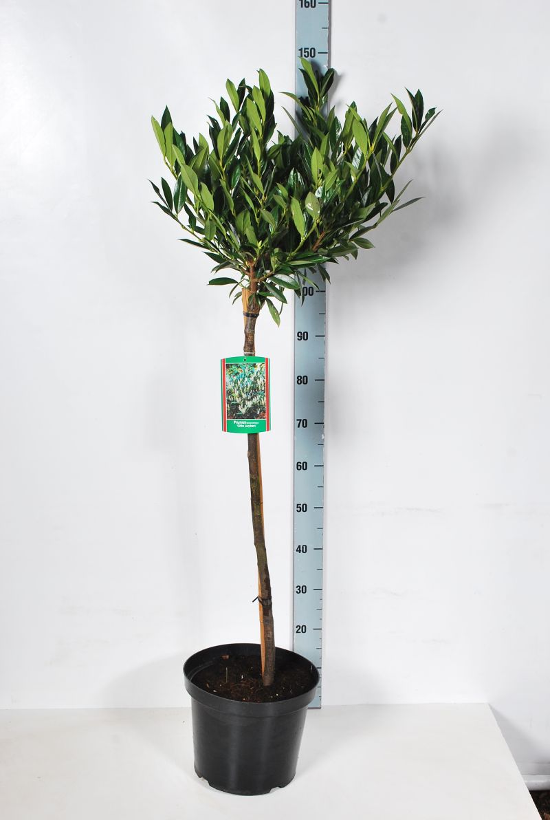 Prunus laurocerasus &