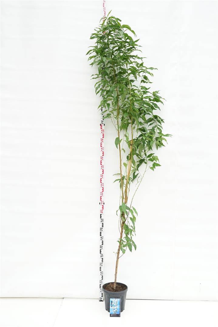 Prunus persica &