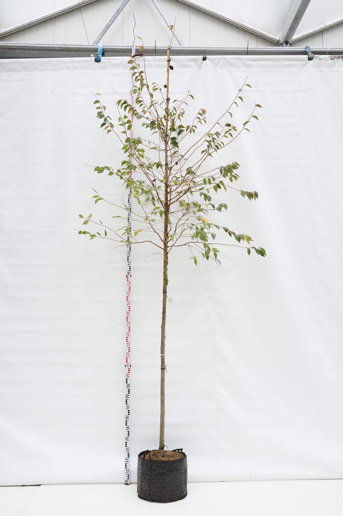 Prunus subh. &