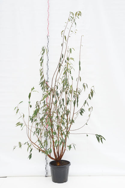 Prunus serrula 250-300 cm C35 (35 liters kruka)