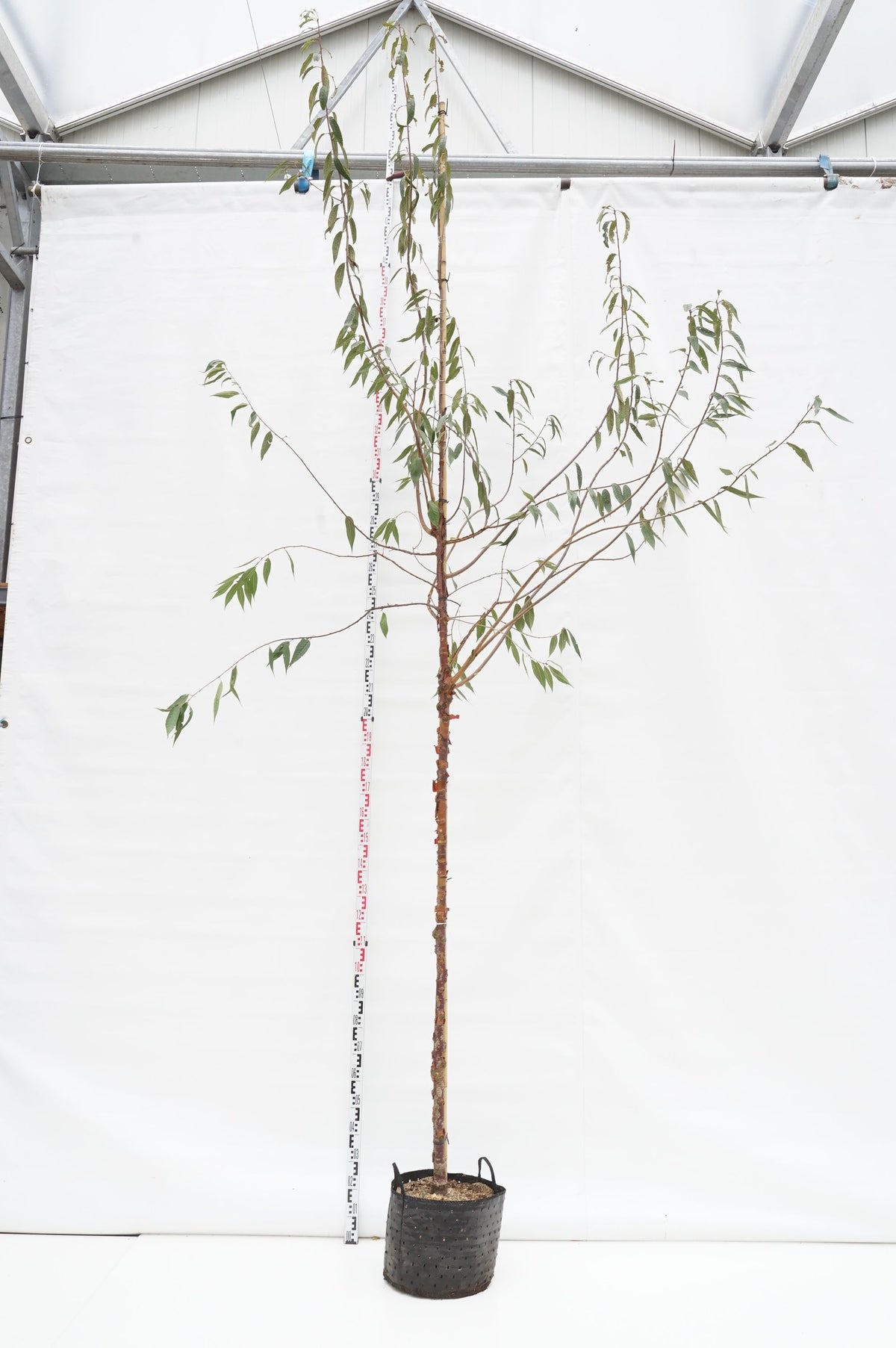 Prunus serrula stamträd 12-14 cm C30 (30 liters kruka)