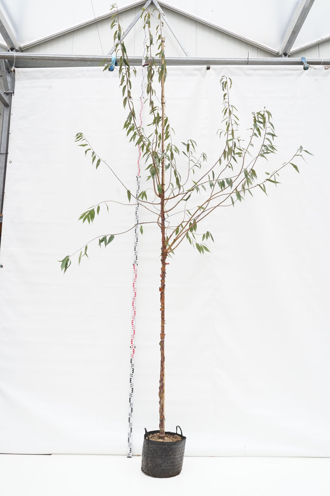 Glanskörsbär Prunus serrula C35 (35 liters kruka) 200-225 cm