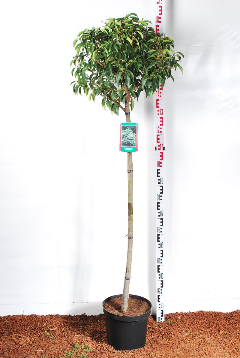 Prunus lus. &