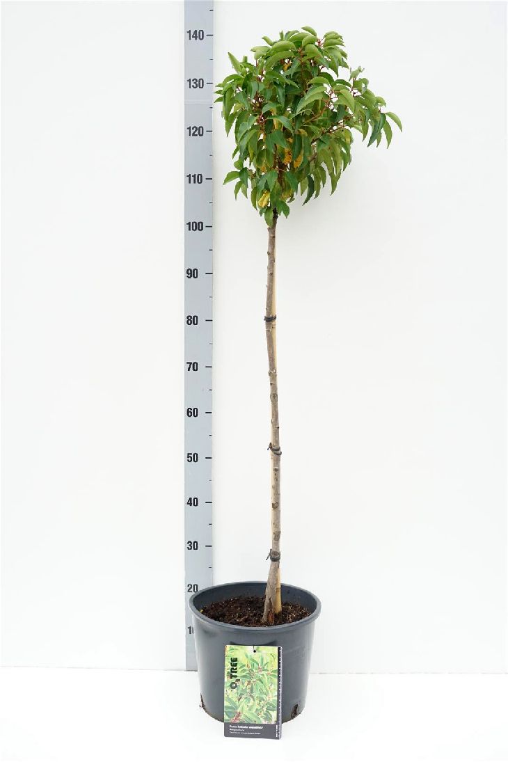 Portugisisk lagerhägg Prunus lusitanica &