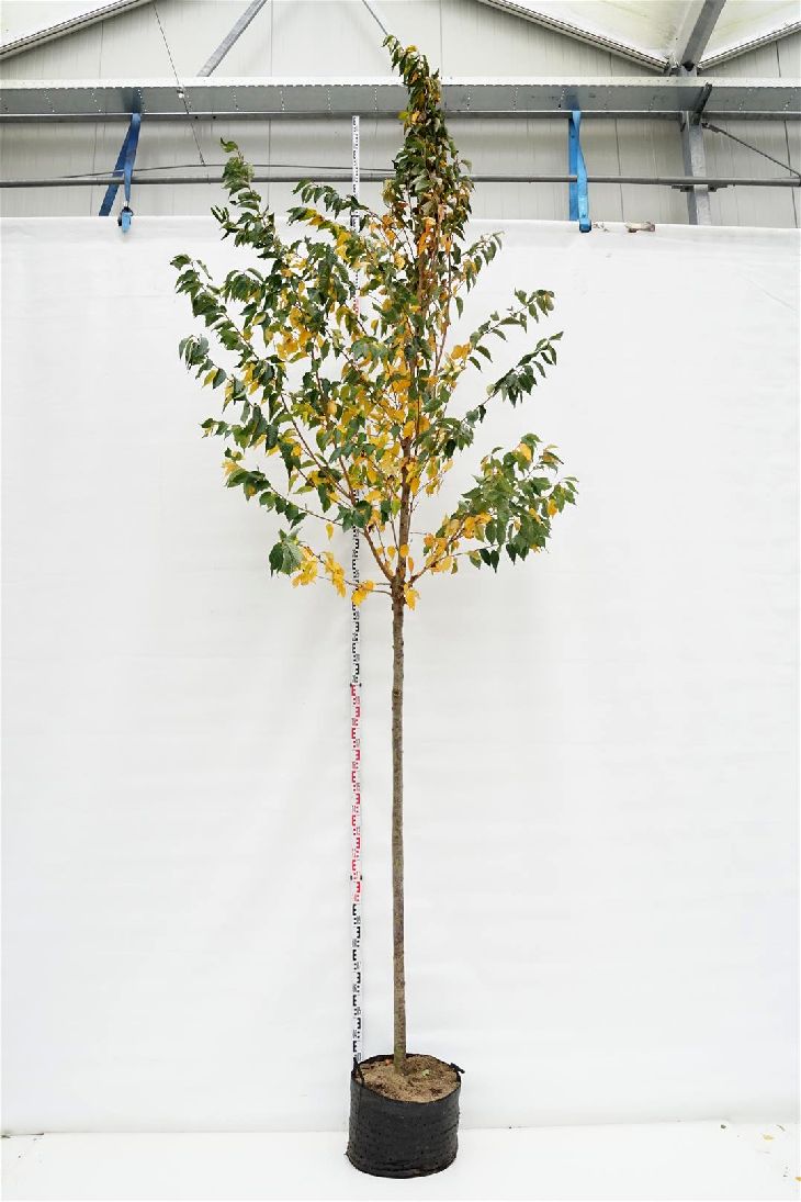 Prunus &