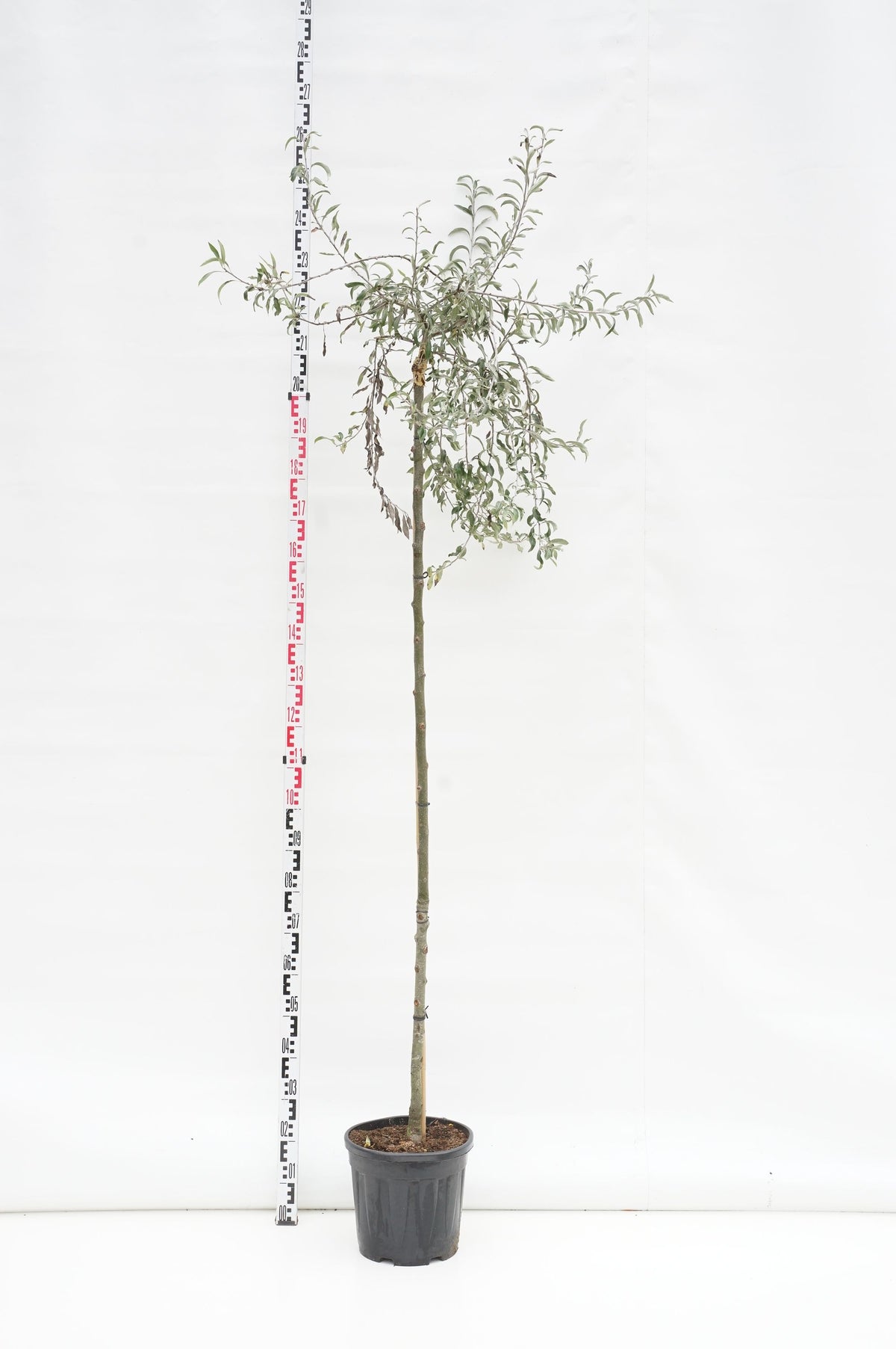 Pyrus salicifolia &