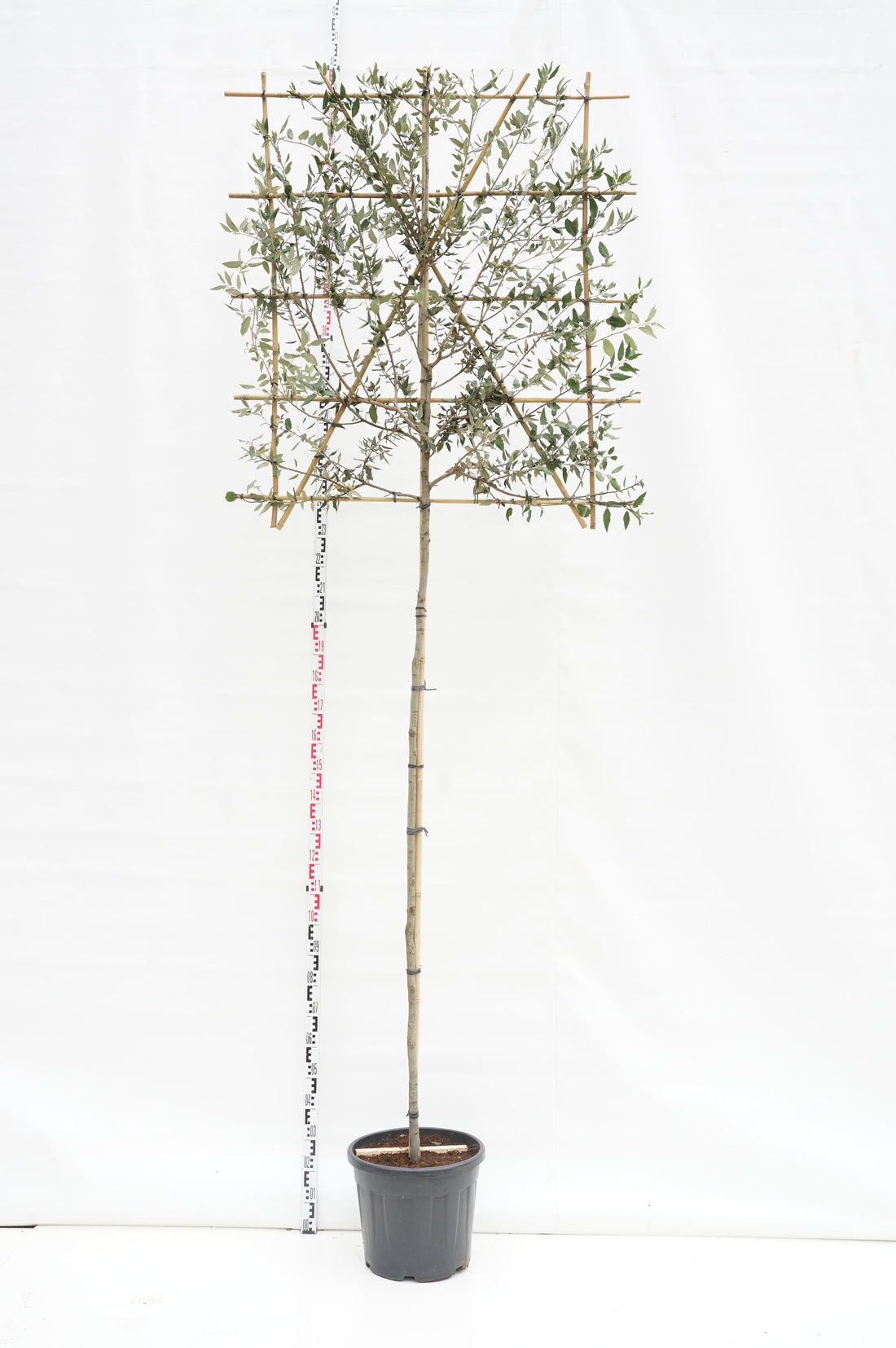 Quercus ilex (spaljé) stam 100 cm omkr. 10-12 C45 (45 liters kruka)