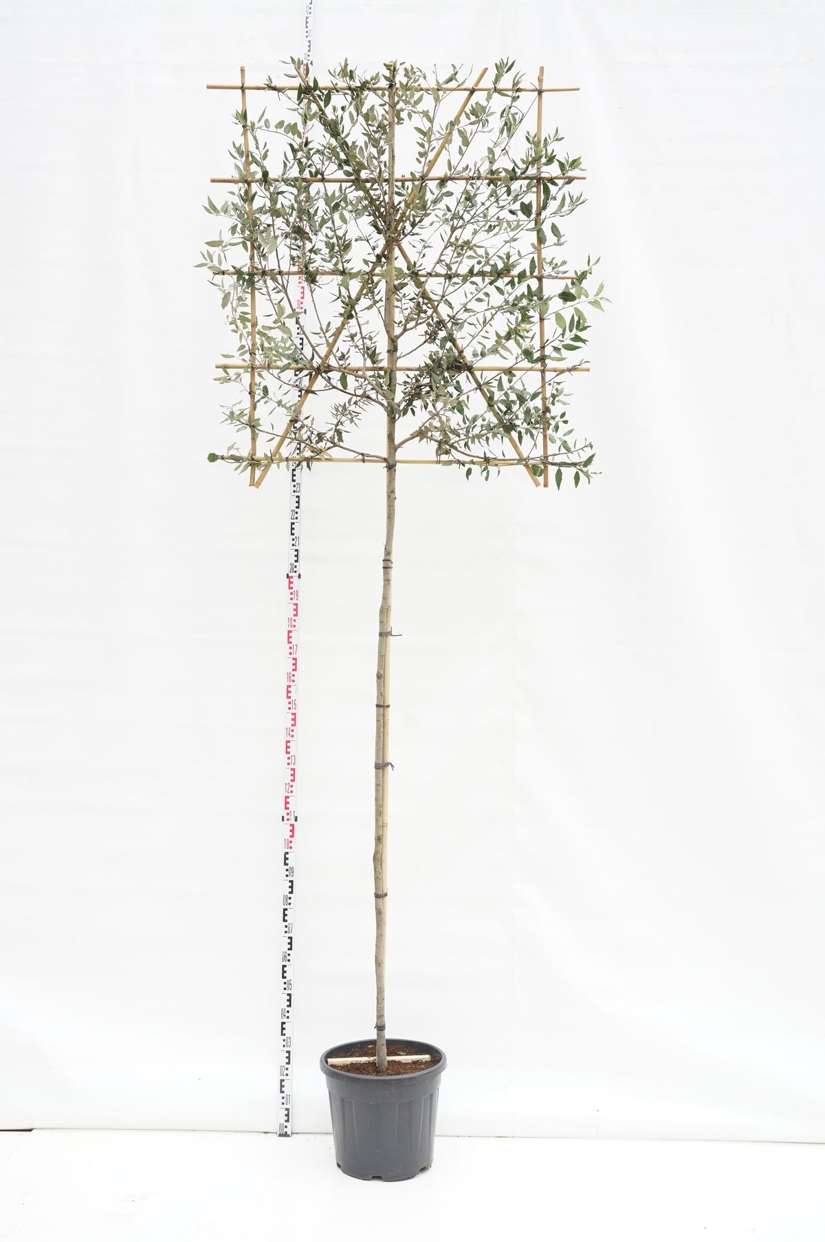 Quercus ilex (spaljé) stam 100 cm C25 (25 liters kruka)