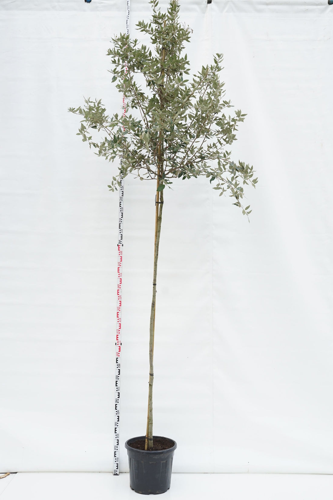 Stenek - Quercus ilex stamomkrets 8-10 cm stam C35