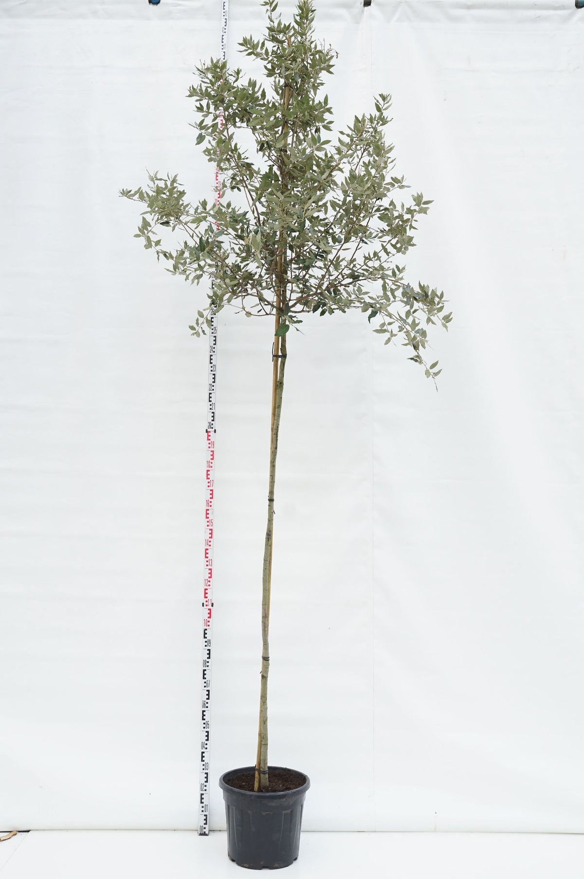 Stenek - Quercus ilex stamomkrets 8-10 cm stam C35