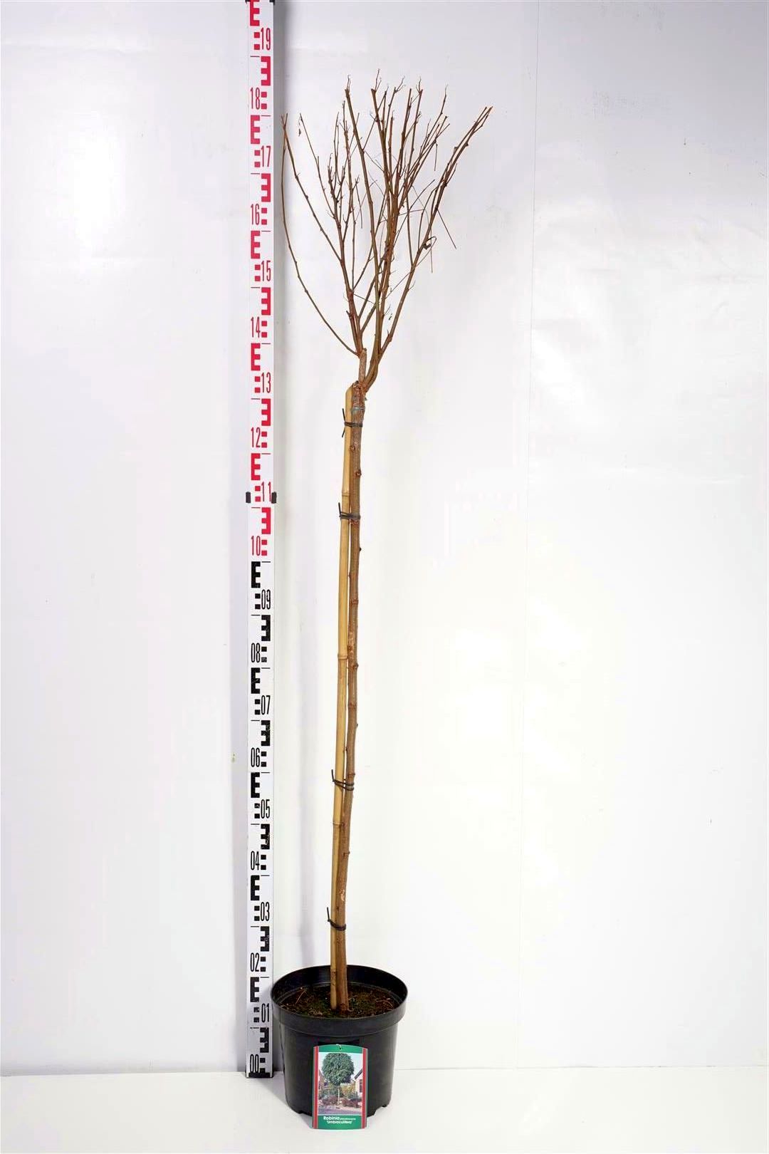 Robinia pseudoacacia &