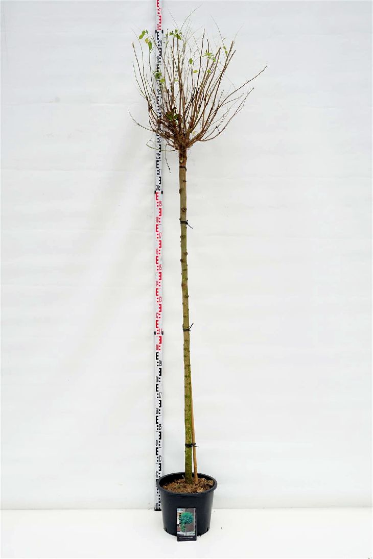 Robinia pseudoacacia &