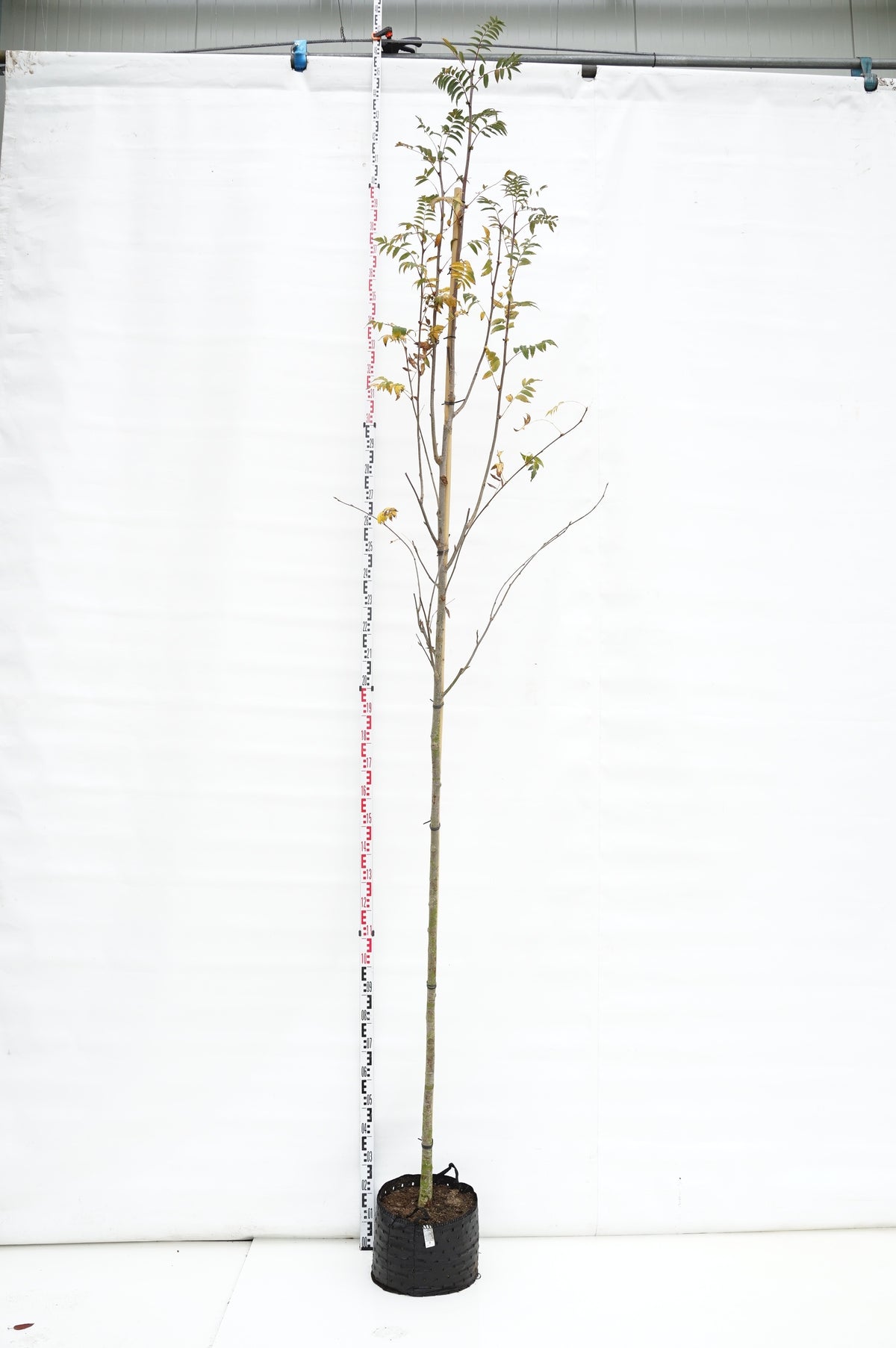 Sorbus aucuparia 250-300 cm barrotad