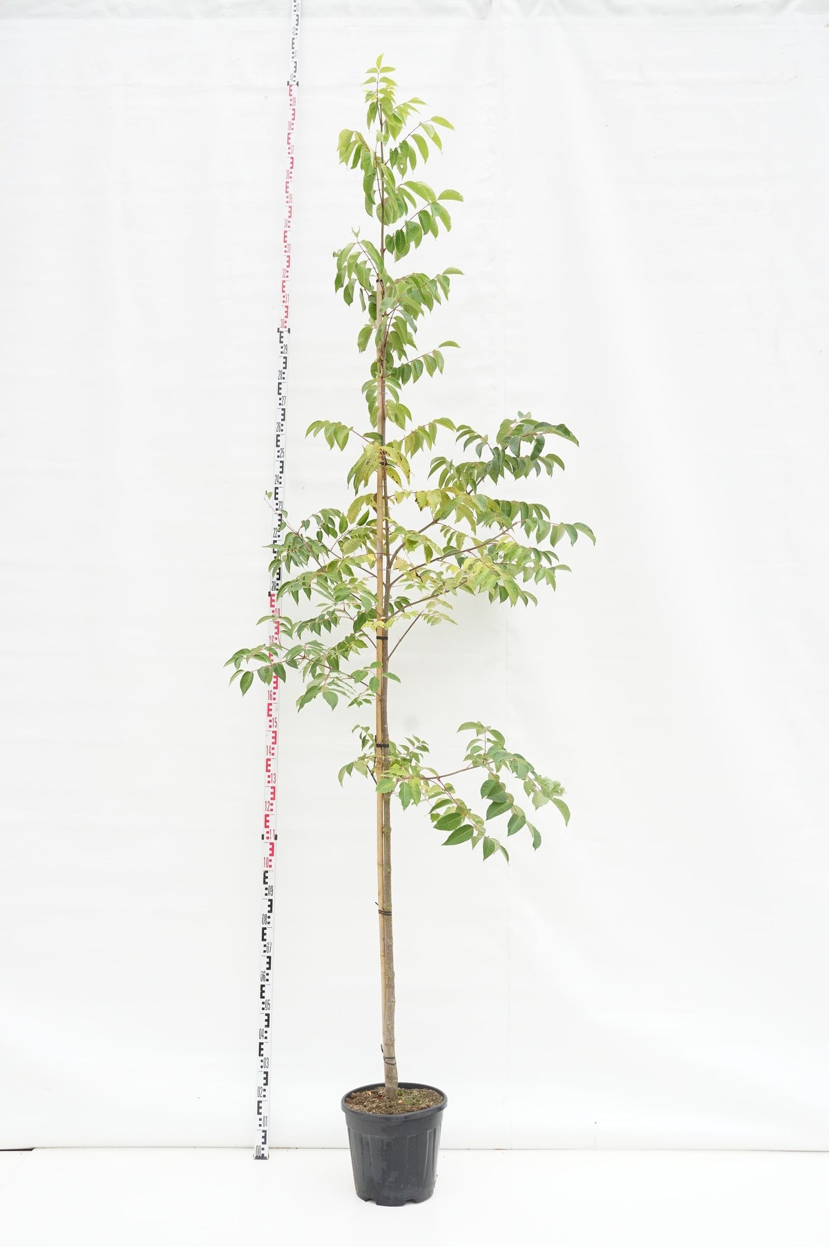 Tetradium daniellii Högstam 10-12 cm C25 (25 liters kruka)