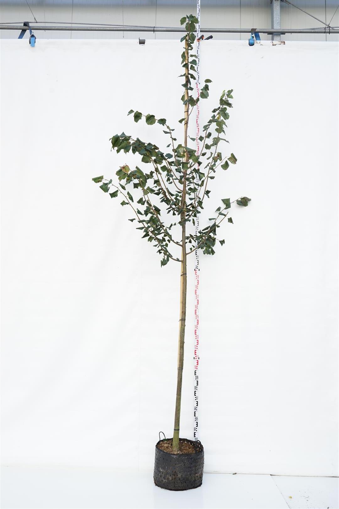 Tilia cordata &