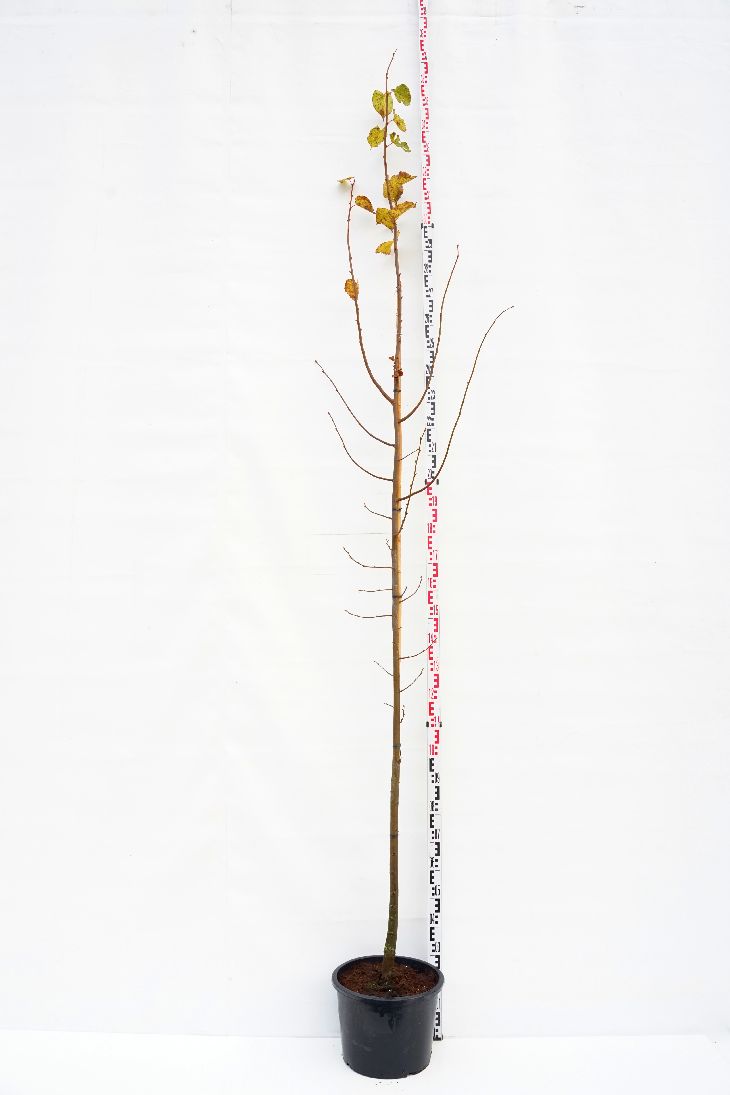 Tilia europaea &