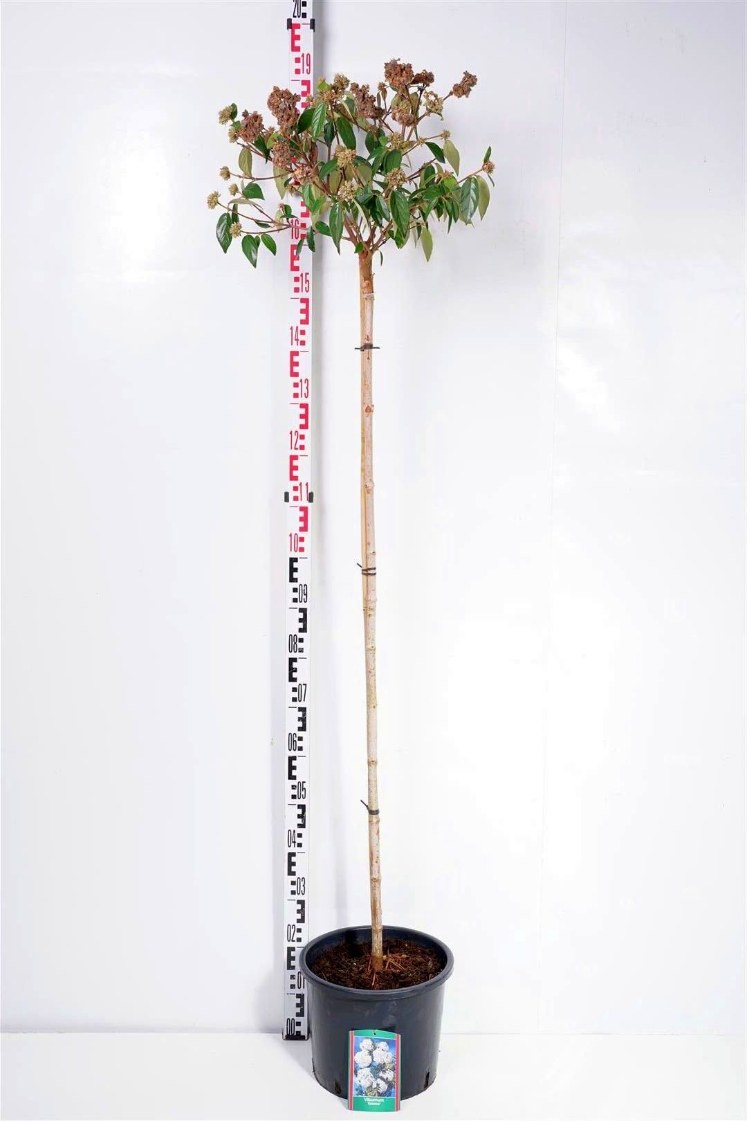 Viburnum &