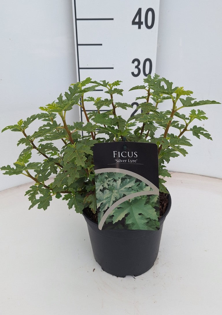 Ficus &
