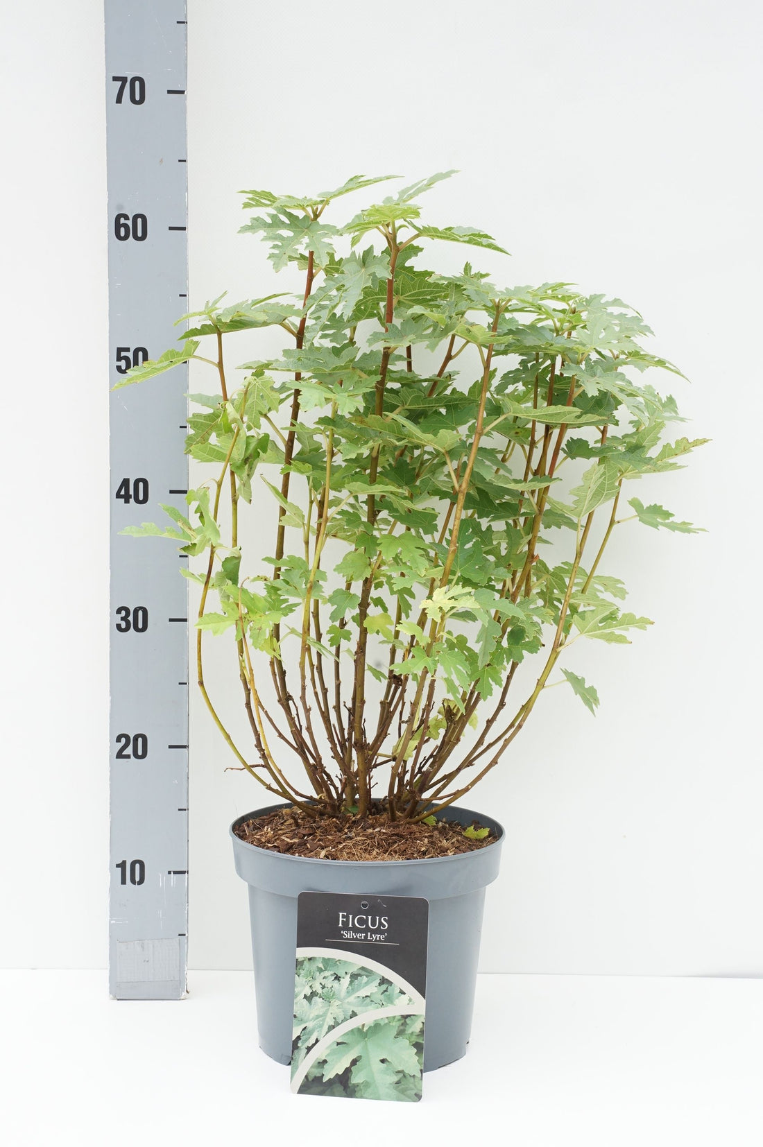 Ficus &