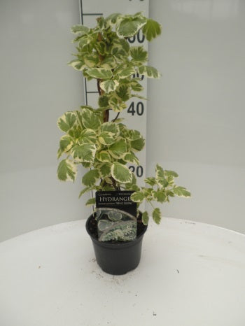 Hydrangea anomala &