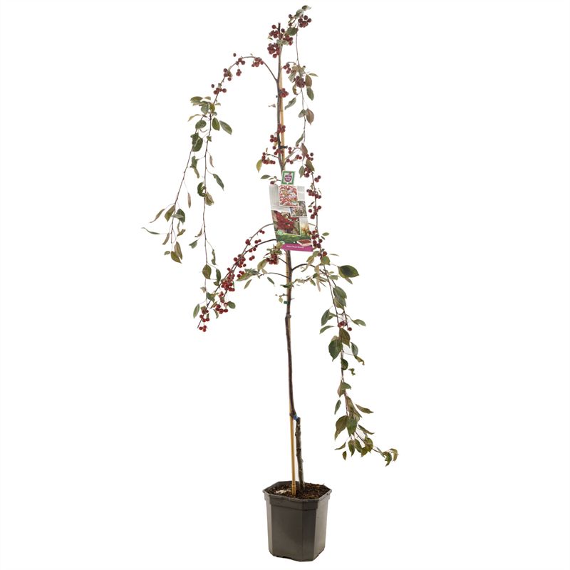 Prydnadsäppleträd &