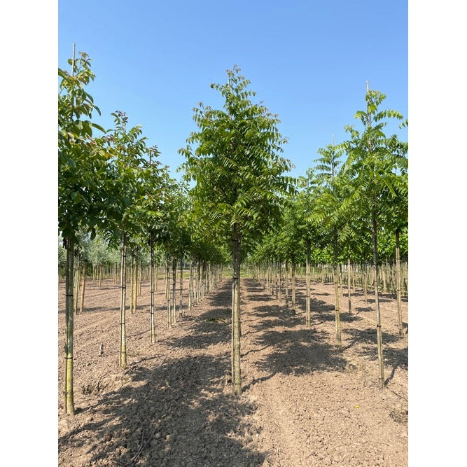 Svart valnöt - Juglans nigra  - Stammens omkrets 20-25 cm, höjd 4-4,5 meter,   HS,