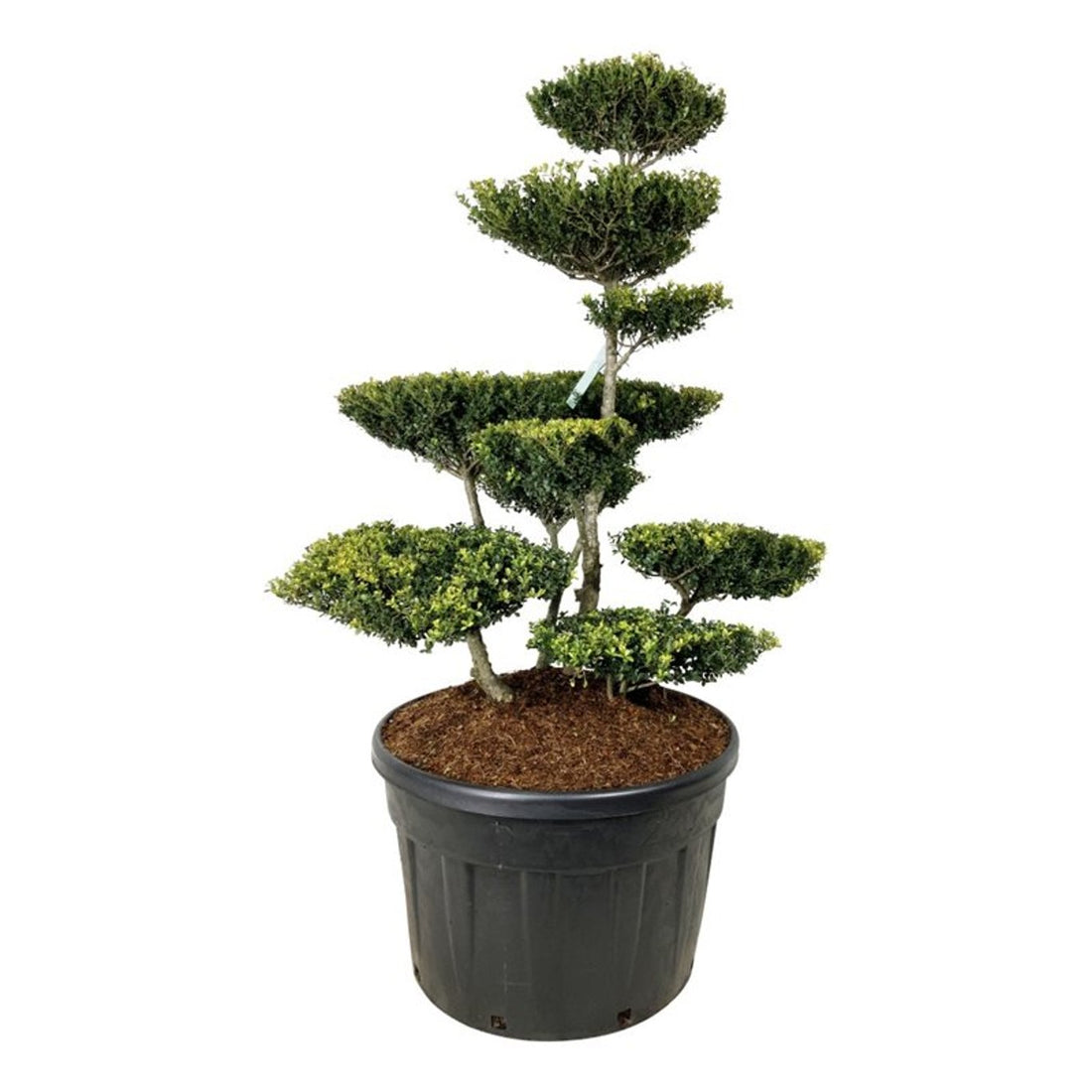 Ilex crenata &