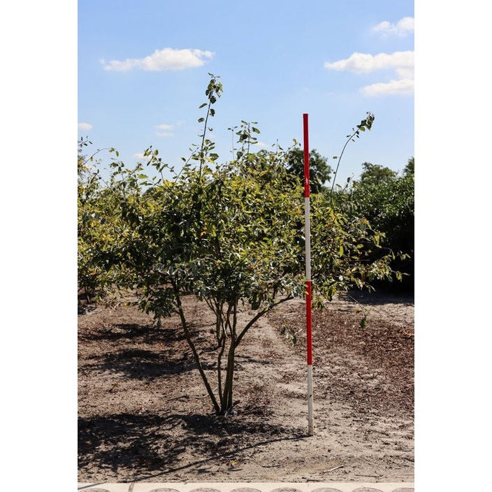 Prakthäggmispel - Amelanchier lamarckii 200-250 MS DRKL