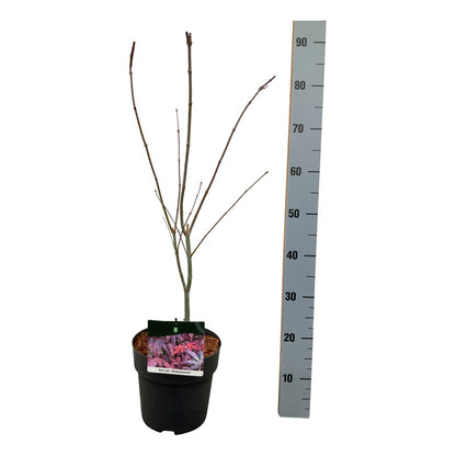 Acer palmatum &
