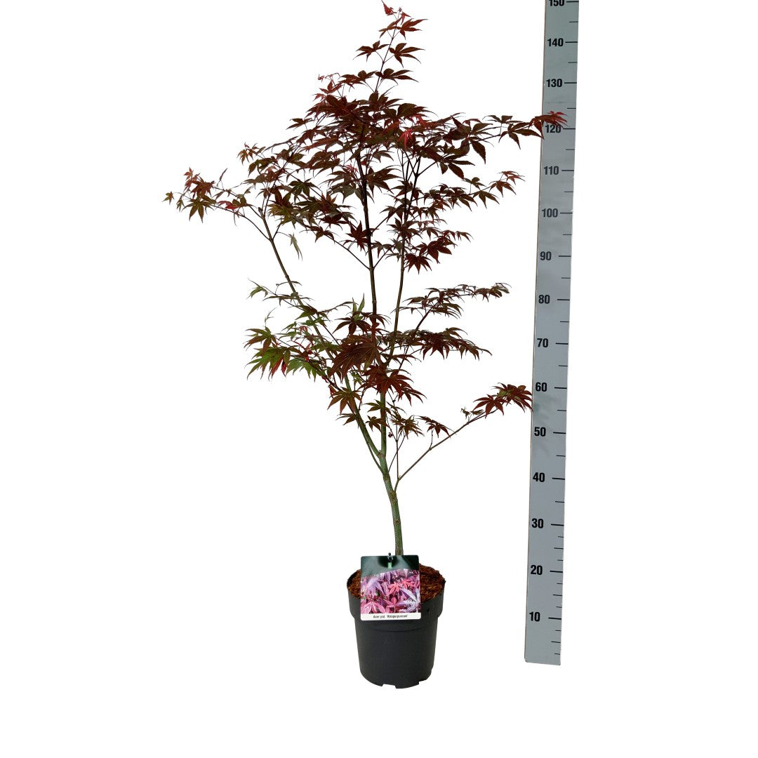 Acer palmatum &