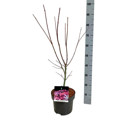 Japansk blodlönn Acer palmatum &