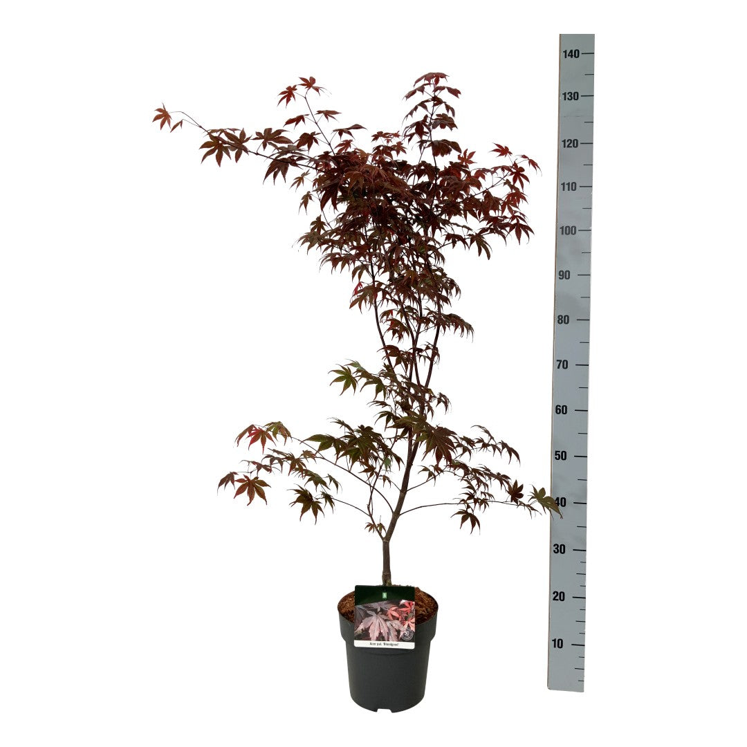 Japansk lönn Acer palmatum &