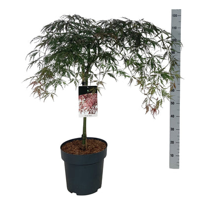 Acer pal. &