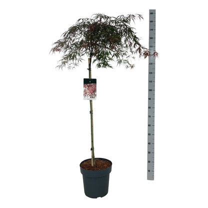 Japansk lönn Acer palmatum &