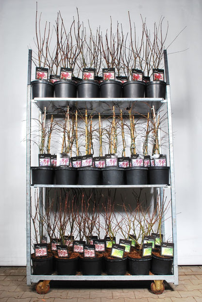 Acer palmatum (Japansk lönn) i sorter C5 (5 liters kruka) 50-60 cm