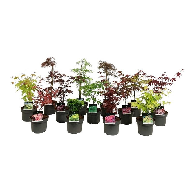 Acer palmatum i sorter C5 (5 liters kruka) 50-60 cm