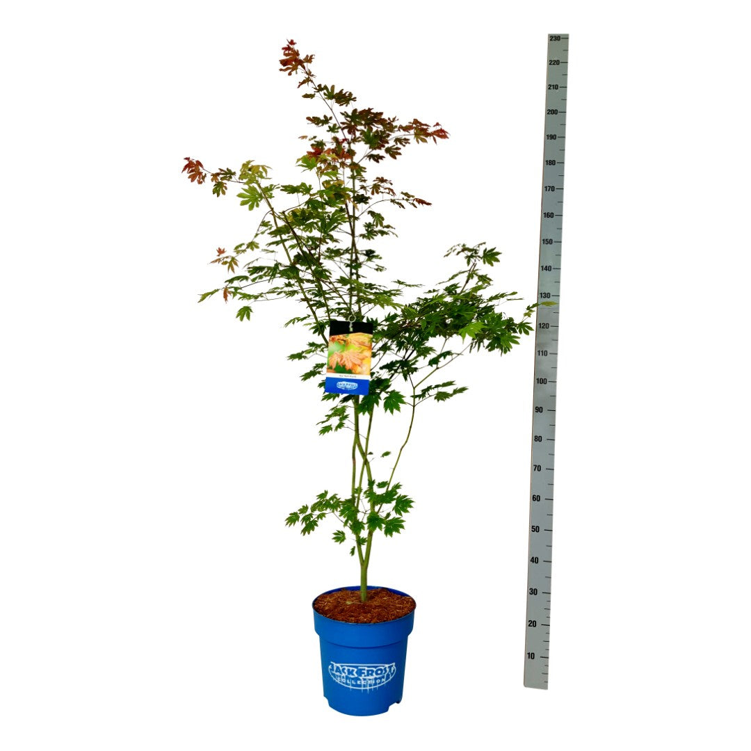 Acer &