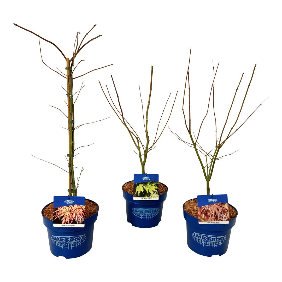 Acer (Jack Frost®) i sorter C5 (5 liters kruka) / 23 cm kruka 50-60 cm