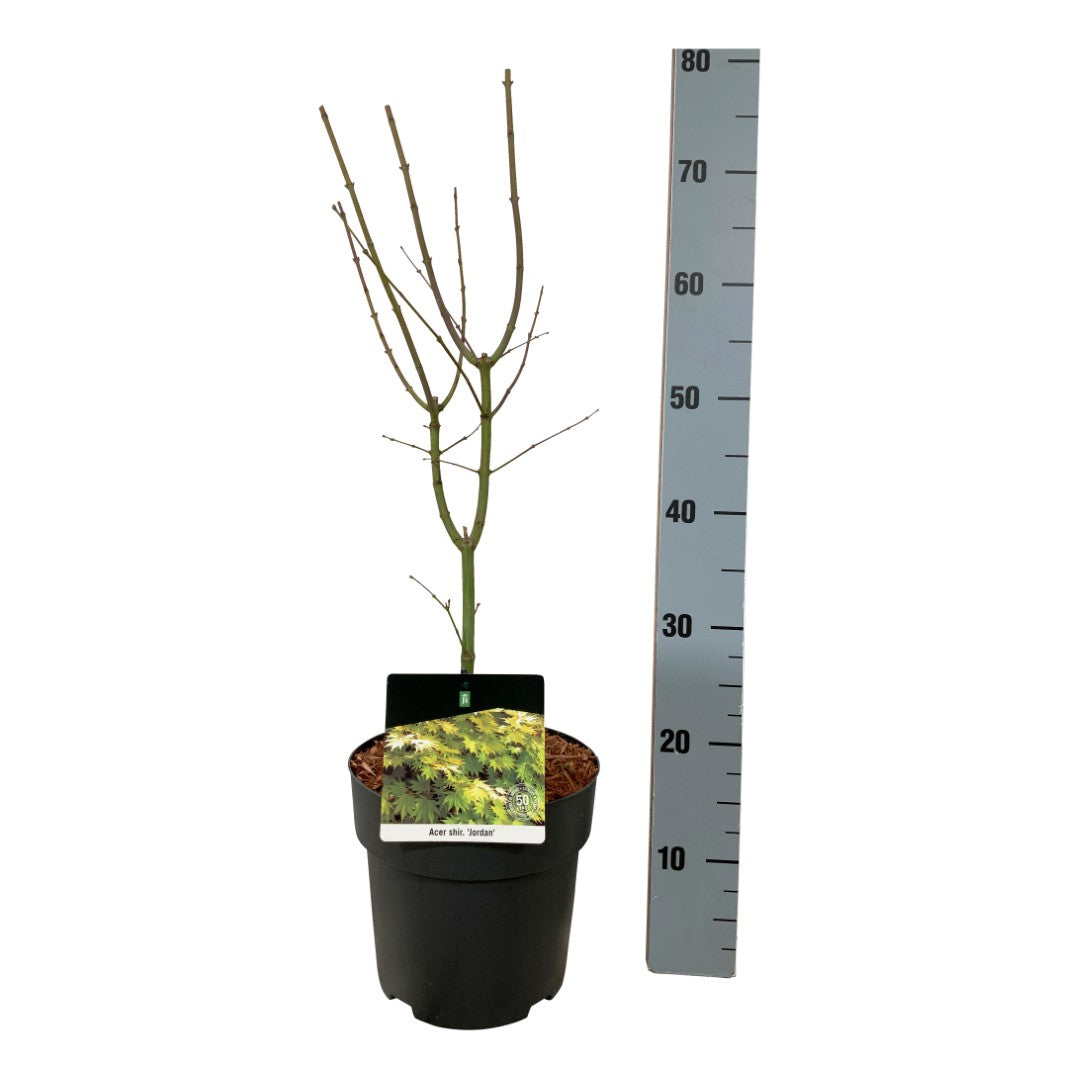 Acer shirasawanum &